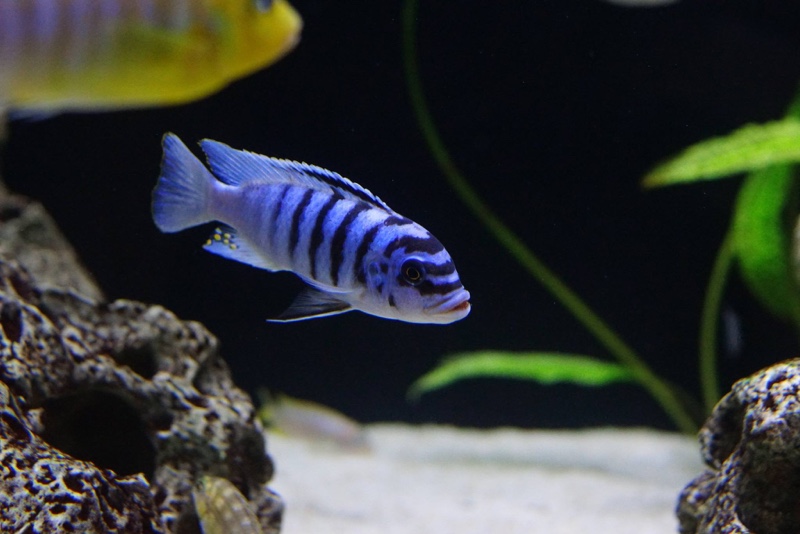 Maylandia fainzilberi 'Chirwa Island'